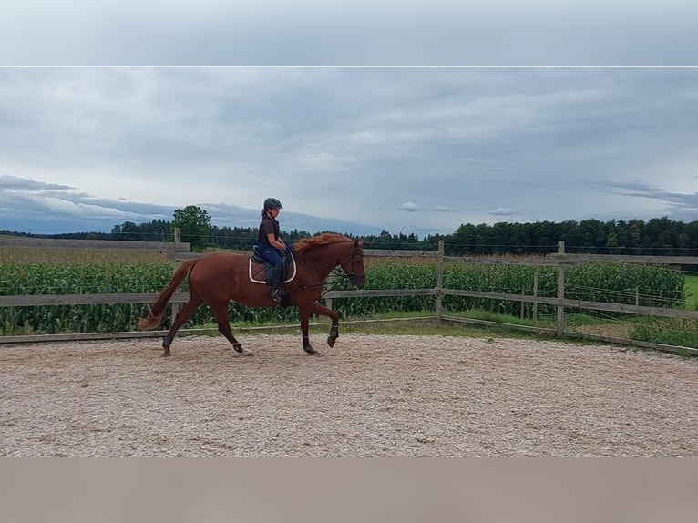 KWPN Stute 12 Jahre 174 cm Fuchs in Aulendorf