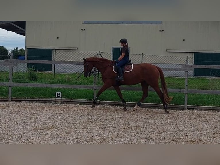 KWPN Stute 12 Jahre 174 cm Fuchs in Aulendorf