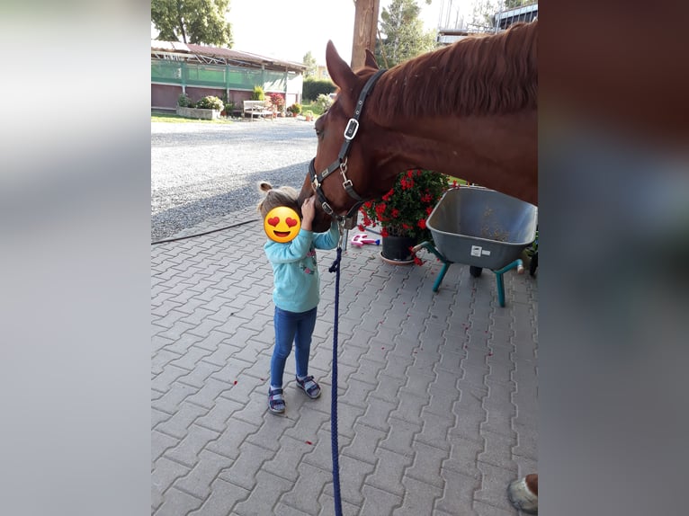 KWPN Stute 12 Jahre 174 cm Fuchs in Aulendorf