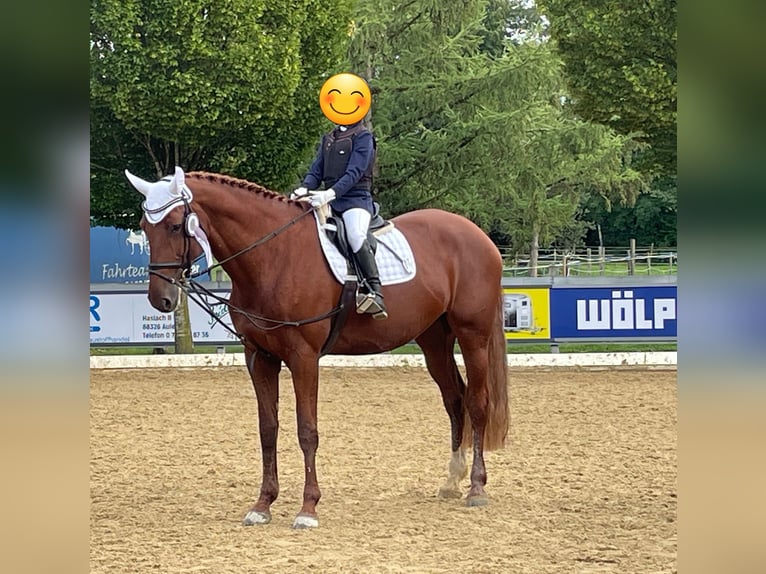 KWPN Stute 12 Jahre 174 cm Fuchs in Aulendorf