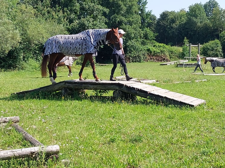 KWPN Stute 12 Jahre 174 cm Fuchs in Aulendorf