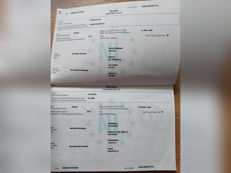 KWPN Stute 12 Jahre 174 cm Fuchs in Aulendorf