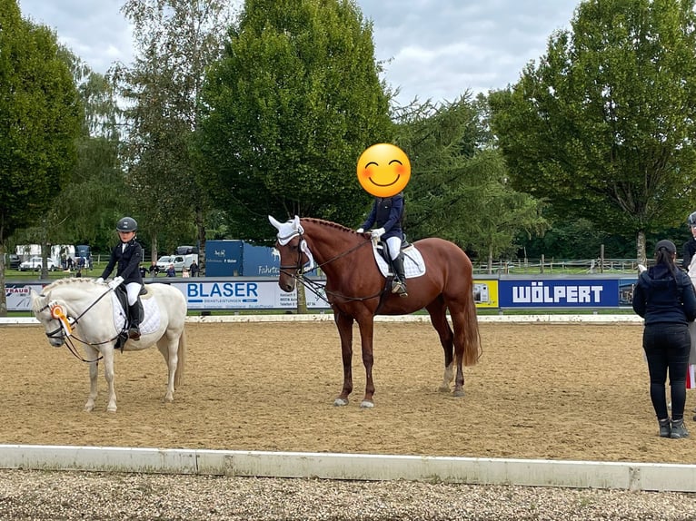 KWPN Stute 12 Jahre 174 cm Fuchs in Aulendorf