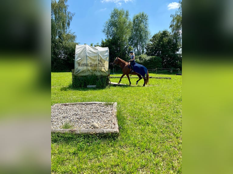 KWPN Stute 12 Jahre 174 cm Fuchs in Aulendorf