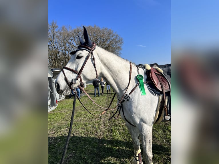 KWPN Stute 12 Jahre 174 cm Schimmel in Friesoythe