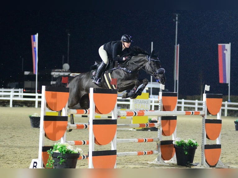 KWPN Stute 12 Jahre 176 cm Rappe in Feldbach