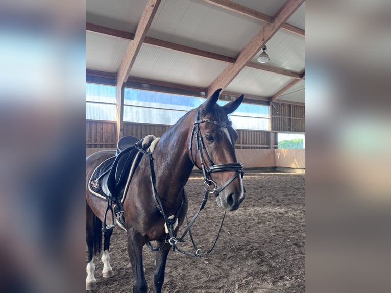 KWPN Mix Stute 13 Jahre 154 cm Dunkelbrauner in Dietenheim