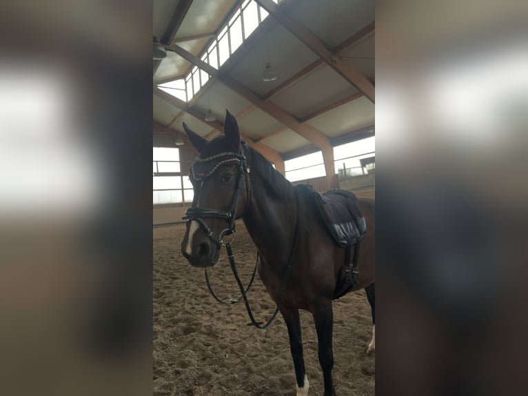 KWPN Mix Stute 13 Jahre 154 cm Dunkelbrauner in Dietenheim