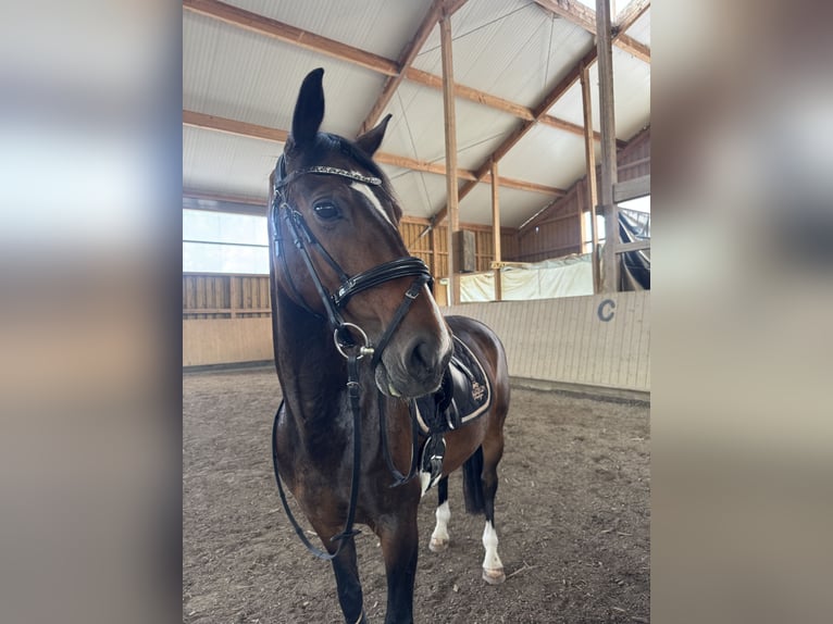 KWPN Mix Stute 13 Jahre 154 cm Dunkelbrauner in Dietenheim