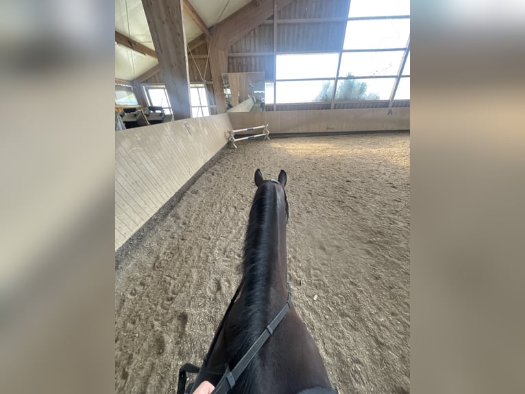 KWPN Mix Stute 13 Jahre 154 cm Dunkelbrauner in Dietenheim