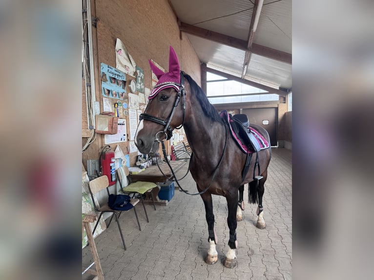 KWPN Mix Stute 13 Jahre 154 cm Dunkelbrauner in Dietenheim