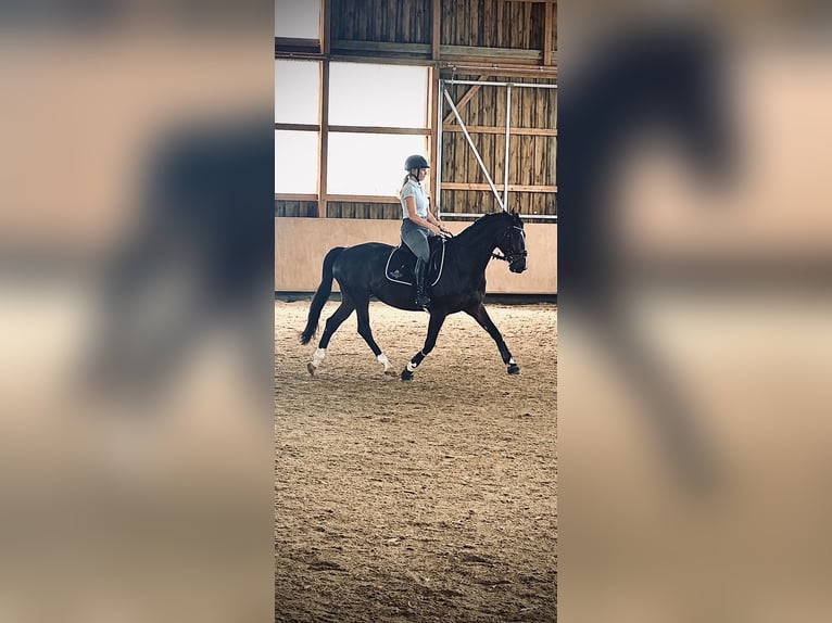 KWPN Mix Stute 13 Jahre 154 cm Dunkelbrauner in Dietenheim