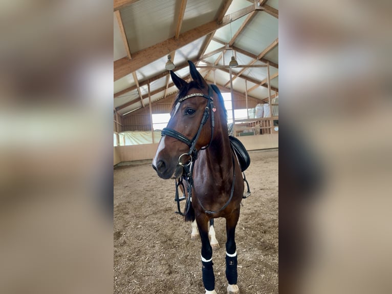 KWPN Mix Stute 13 Jahre 154 cm Dunkelbrauner in Dietenheim