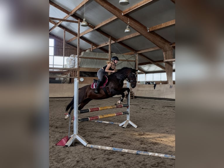 KWPN Mix Stute 13 Jahre 154 cm Dunkelbrauner in Dietenheim
