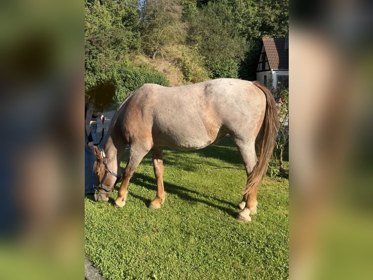 KWPN Mix Stute 13 Jahre 157 cm Roan-Red in Neustadt an der Aisch