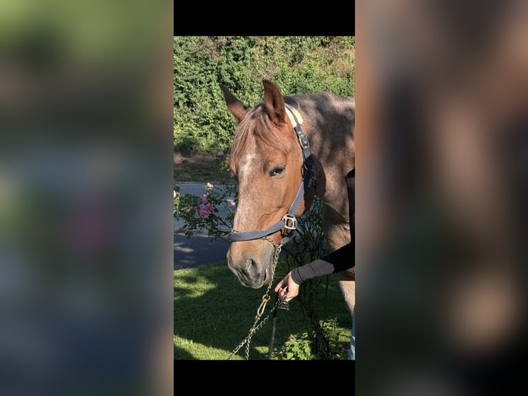 KWPN Mix Stute 13 Jahre 157 cm Roan-Red in Neustadt an der Aisch