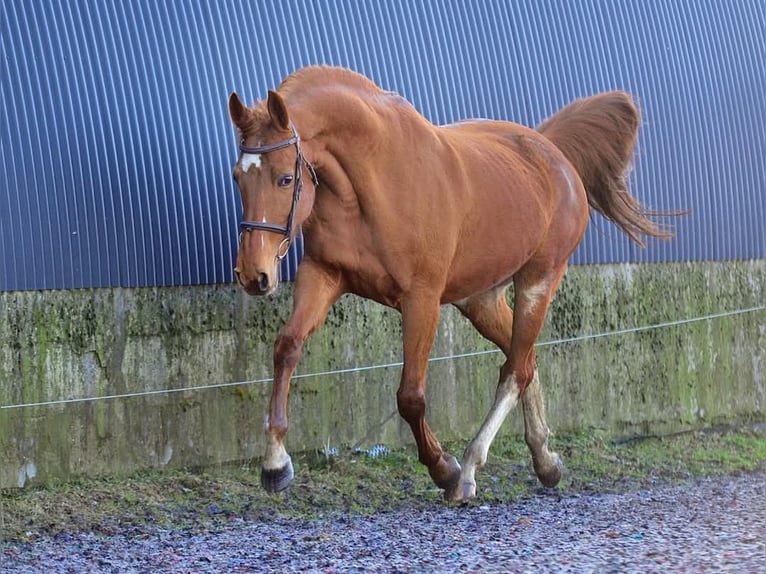 KWPN Stute 13 Jahre 160 cm Fuchs in Radziejów