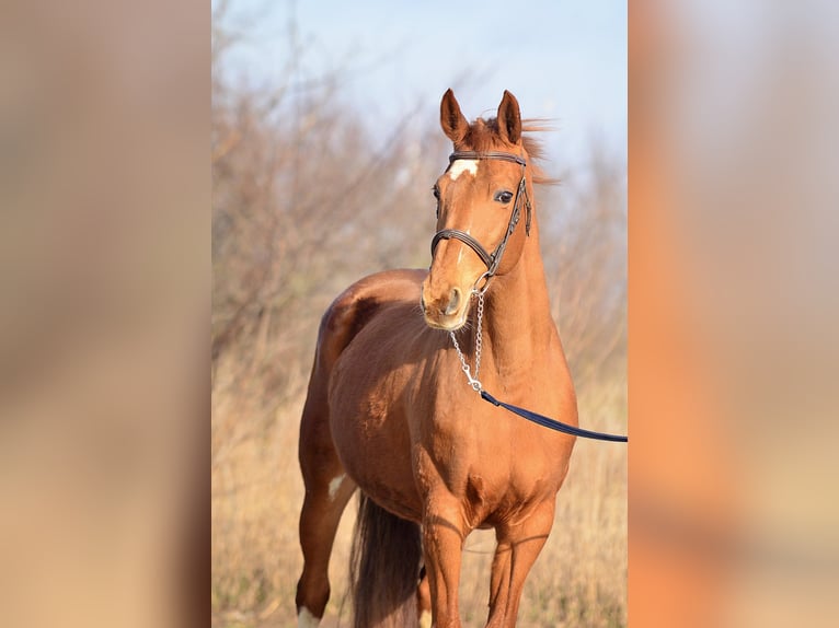 KWPN Stute 13 Jahre 160 cm Fuchs in Radziejów