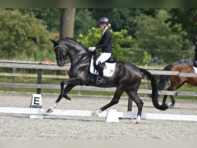 KWPN Stute 13 Jahre 162 cm Brauner in Meerstad