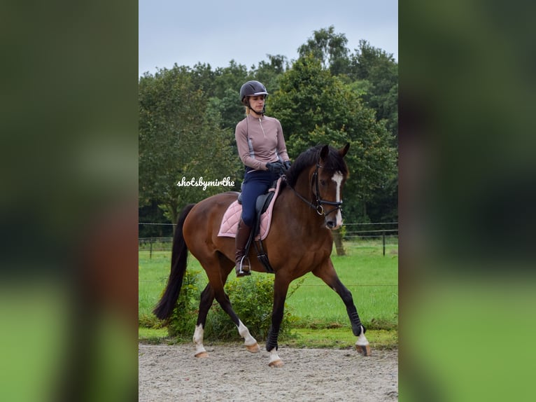 KWPN Stute 13 Jahre 162 cm Brauner in Meerstad