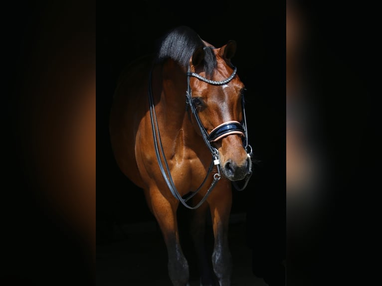 KWPN Stute 13 Jahre 163 cm Brauner in Lomm