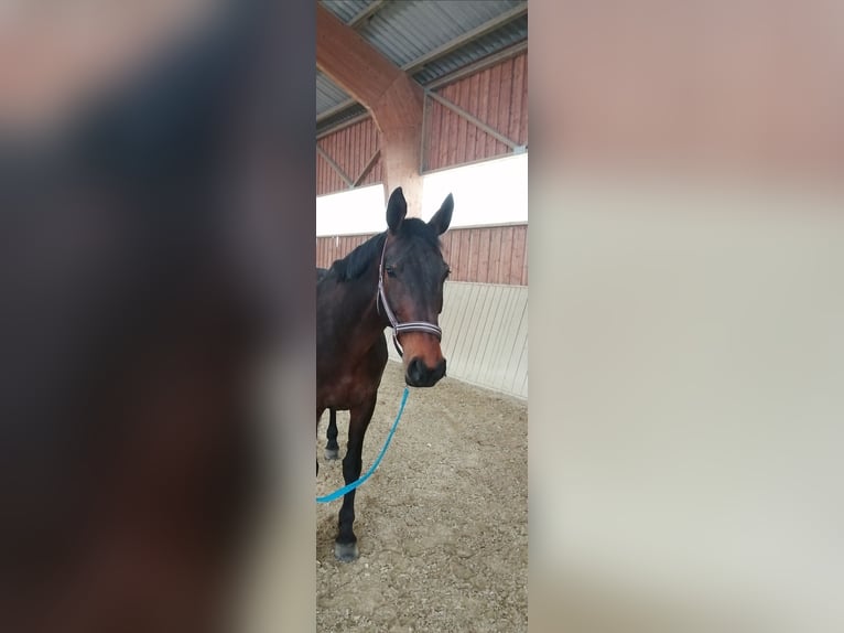 KWPN Stute 13 Jahre 163 cm Dunkelbrauner in Wartberg