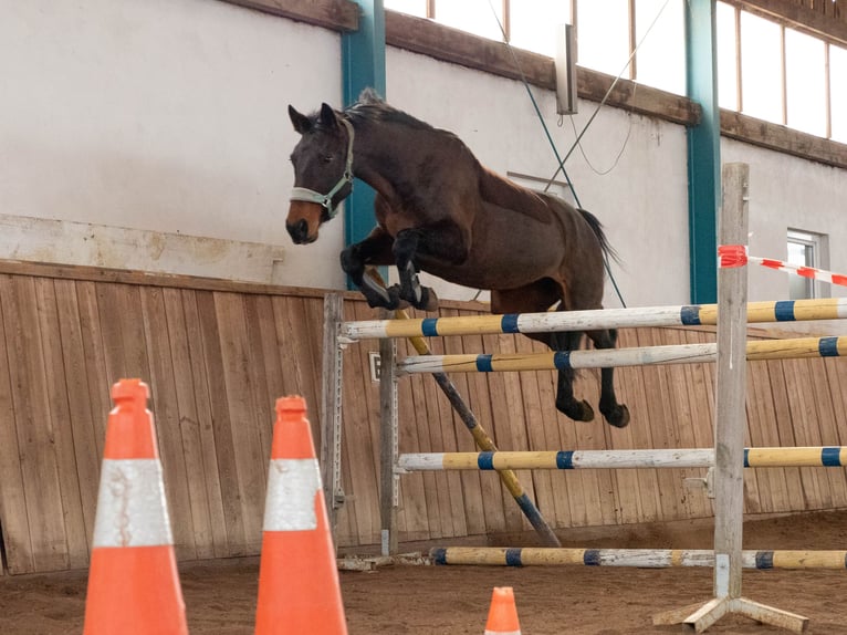 KWPN Stute 13 Jahre 163 cm Dunkelbrauner in Wartberg