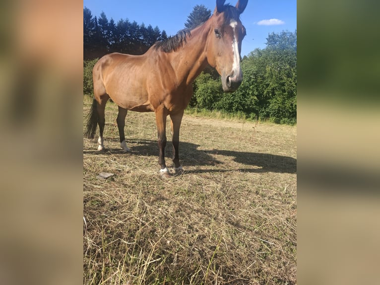 KWPN Stute 13 Jahre 165 cm Brauner in Nettersheim