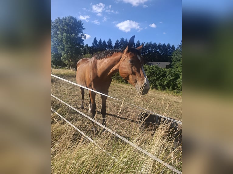 KWPN Stute 13 Jahre 165 cm Brauner in Nettersheim