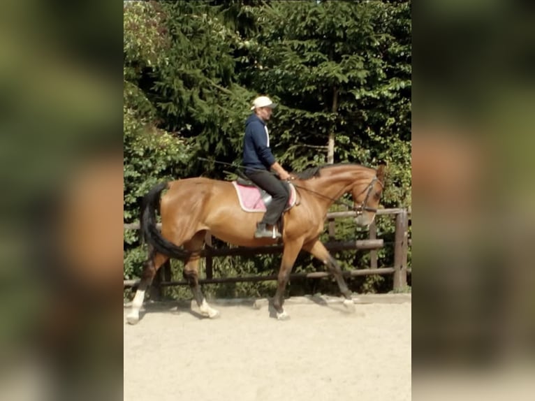 KWPN Stute 13 Jahre 165 cm Brauner in Nettersheim