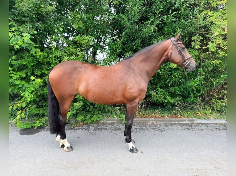 KWPN Stute 13 Jahre 167 cm Brauner in Tolbert