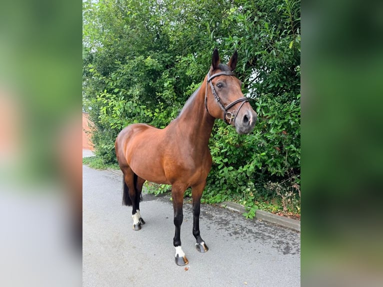 KWPN Stute 13 Jahre 167 cm Brauner in Tolbert
