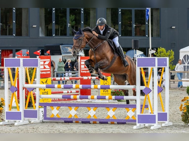 KWPN Stute 13 Jahre 167 cm Brauner in Tolbert