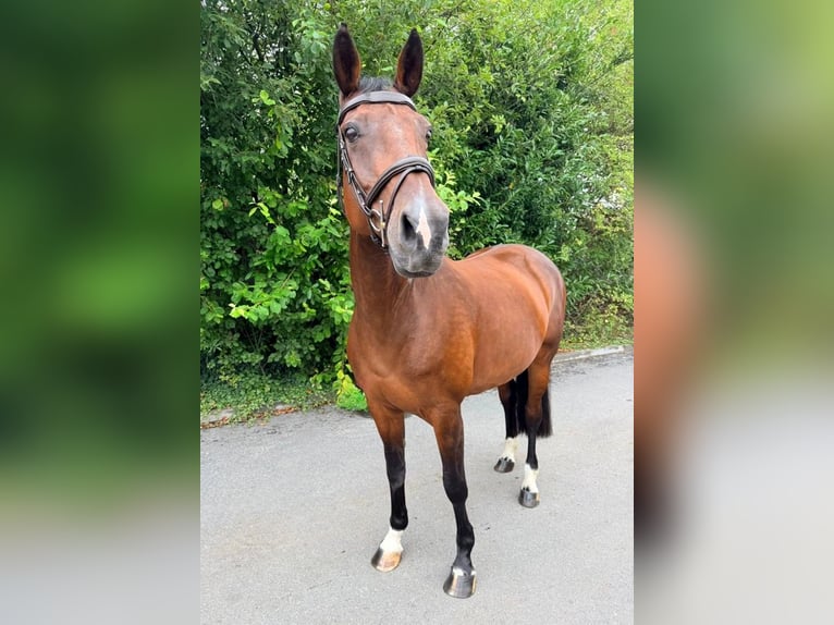 KWPN Stute 13 Jahre 167 cm Brauner in Tolbert