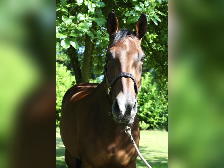 KWPN Stute 13 Jahre 167 cm Brauner in Midwolde