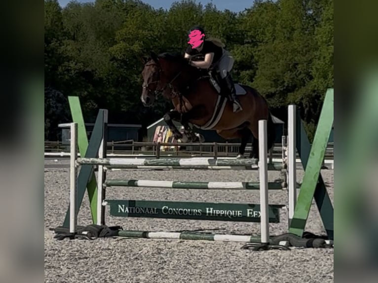 KWPN Stute 13 Jahre 167 cm Brauner in Midwolde