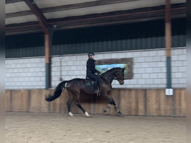 KWPN Stute 13 Jahre 167 cm Dunkelbrauner in Oud Gastel