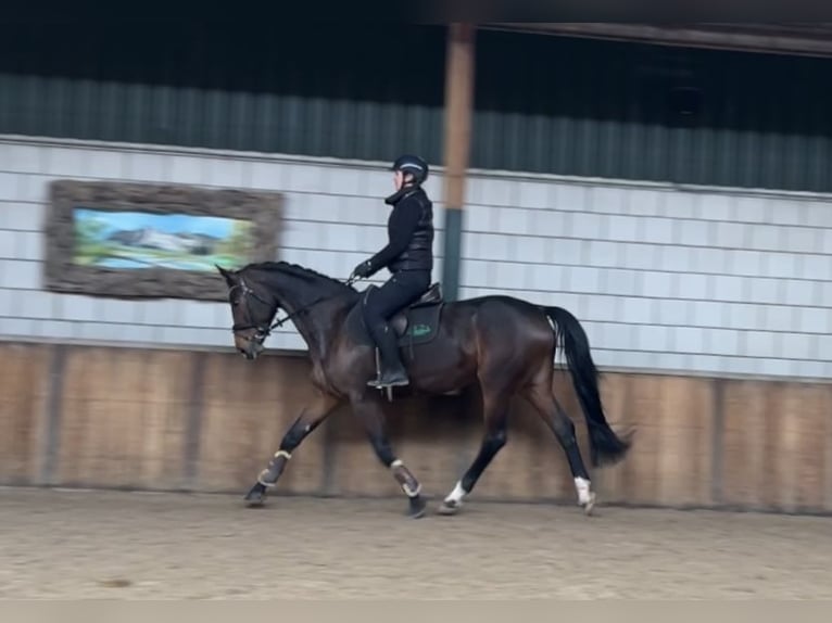 KWPN Stute 13 Jahre 167 cm Dunkelbrauner in Oud Gastel