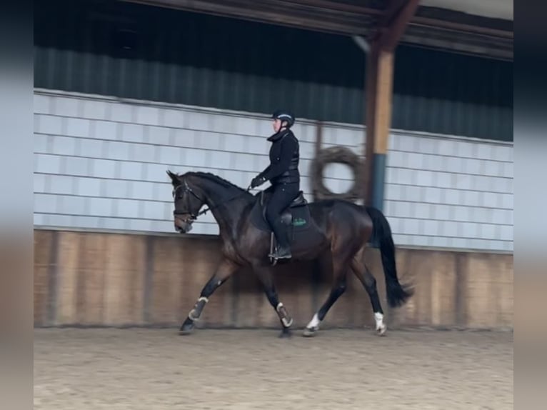 KWPN Stute 13 Jahre 167 cm Dunkelbrauner in Oud Gastel