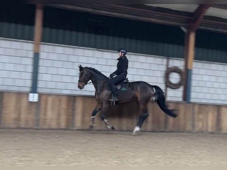 KWPN Stute 13 Jahre 167 cm Dunkelbrauner in Oud Gastel