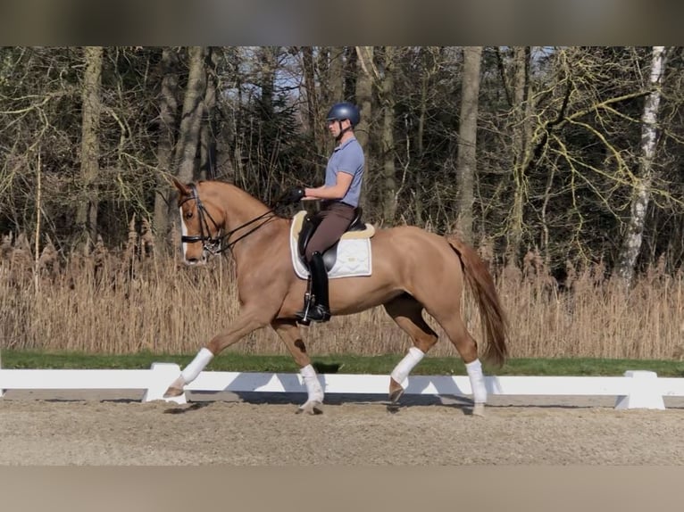 KWPN Stute 13 Jahre 167 cm Fuchs in Bree