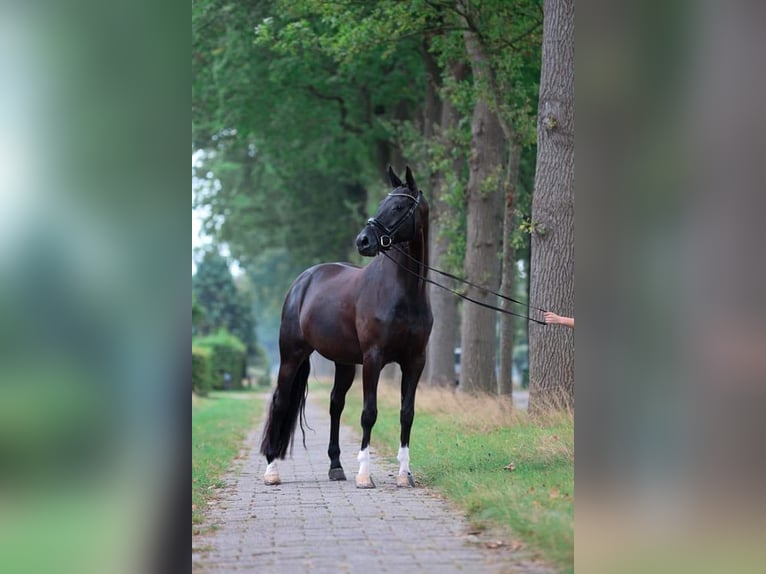 KWPN Stute 13 Jahre 167 cm Rappe in elim