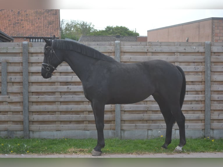 KWPN Stute 13 Jahre 167 cm Schwarzbrauner in Breda