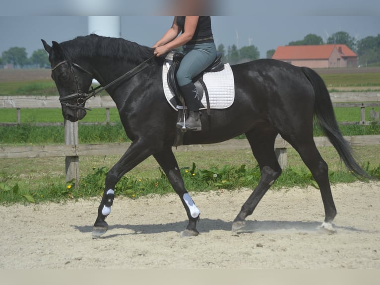 KWPN Stute 13 Jahre 167 cm Schwarzbrauner in Breda