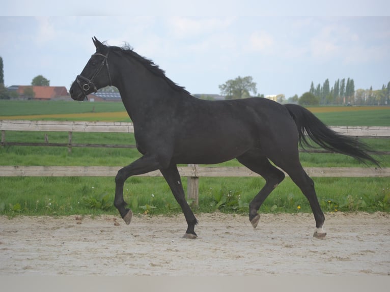 KWPN Stute 13 Jahre 167 cm Schwarzbrauner in Breda