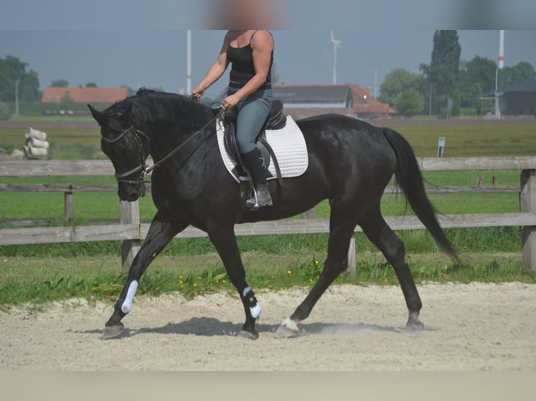 KWPN Stute 13 Jahre 167 cm Schwarzbrauner in Breda