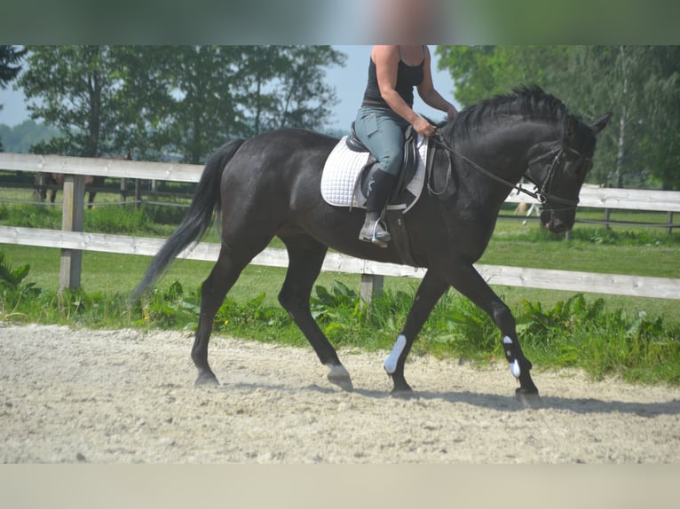 KWPN Stute 13 Jahre 167 cm Schwarzbrauner in Breda