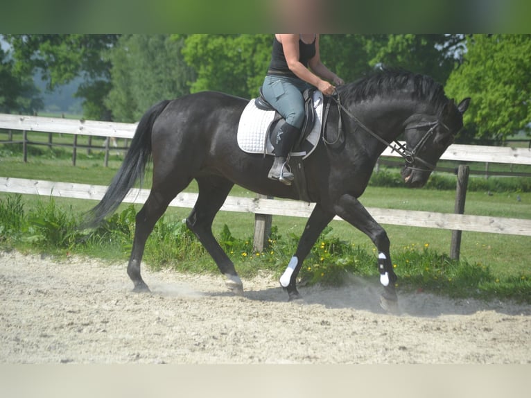 KWPN Stute 13 Jahre 167 cm Schwarzbrauner in Breda