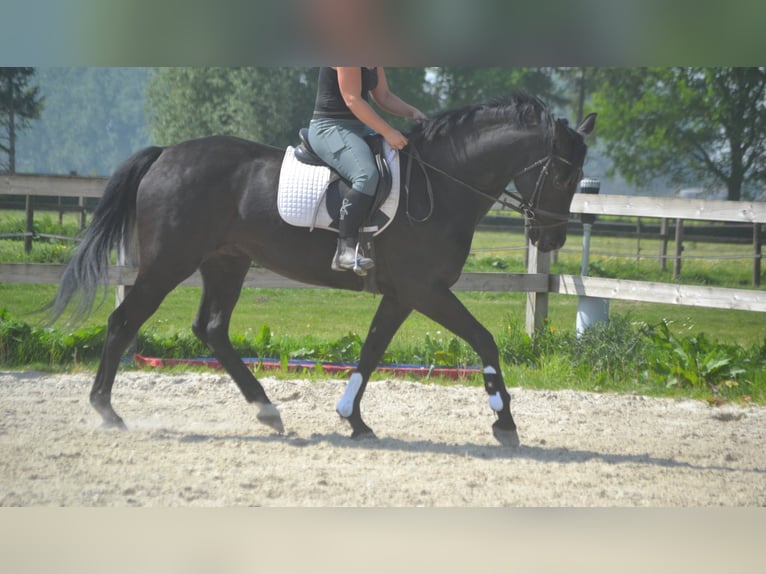 KWPN Stute 13 Jahre 167 cm Schwarzbrauner in Breda