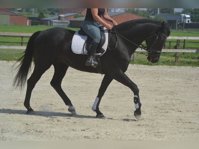 KWPN Stute 13 Jahre 167 cm Schwarzbrauner in Breda